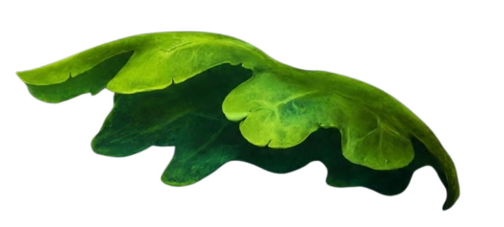 leaf